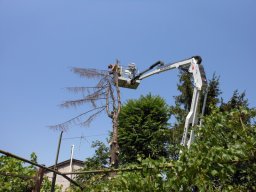 Potatura degli alberi